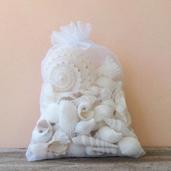 Premium Seashell Organza Gift Bag - White Whisper